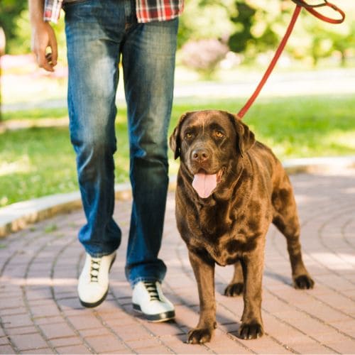 Andar sempre ao seu lado esquerdo sem farejar, latir para cães ou pessoas e se adiantar ou se atrasar. Com ou sem guia.